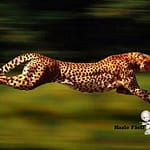 guepardo corriendo