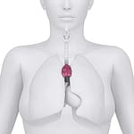 el timo en el ser humano