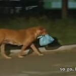 Lilica y su solidaridad con animales abandonados en Brasil 2 un ejemplo de solidaridad en Lilica que busca comida para otros animales