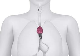 el timo en el ser humano