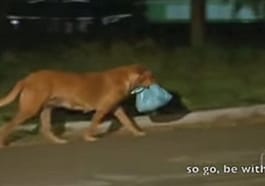 un ejemplo de solidaridad en Lilica que busca comida para otros animales