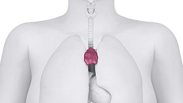 La buena salud de las personas dependería de una simple proteína 13 el timo en el ser humano