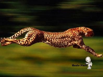 guepardo corriendo