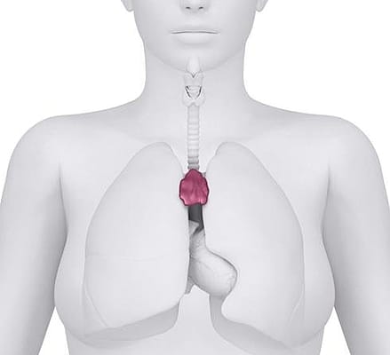 el timo en el ser humano