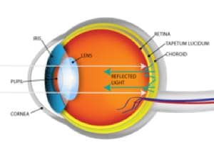 ojo de gato ojo de gato