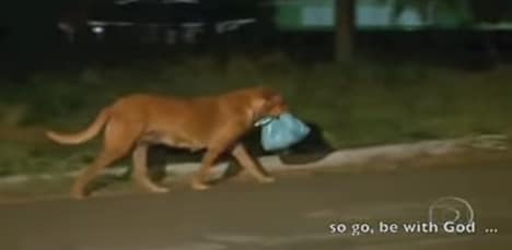 Lilica y su solidaridad con animales abandonados en Brasil 2 un ejemplo de solidaridad en Lilica que busca comida para otros animales